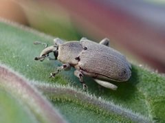 Datura Weevil imported from iNaturalist photo 293178885 on 27 March 2024 by (c) Cricket Raspet, some rights reserved (CC BY). Used under a CC BY 4.0 license.