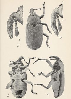 Trichobaris mucorea by USDA. Used under a Public domain license.