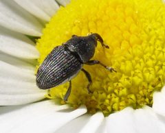 Odontocorynus umbellae. Maine by Beatriz Moisset. Used under a CC BY-SA 4.0 license.
