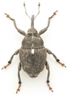 Glocianus punctiger F 2014-06-29E by Mark Gurney. Used under a CC BY-SA 2.0 license.