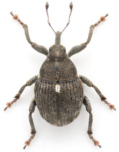 Glocianus punctiger M 2015-05-21 E by Mark Gurney. Used under a CC BY-SA 2.0 license.