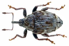 Microplontus campestris by Udo Schmidt. Used under a CC BY-SA 2.0 license.