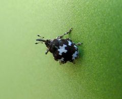 Mogulones species. Curculionidae - Flickr - gailhampshire by gailhampshire from Cradley, Malvern, U.K. Used under a CC BY 2.0 license.
