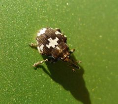 Mogulones species . Curculionidae - Flickr - gailhampshire by gailhampshire from Cradley, Malvern, U.K. Used under a CC BY 2.0 license.