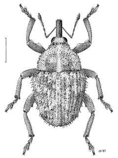 COLE Curculionidae Trichosirocalus horridus by Desmond W. Helmore
. Used under a CC BY 4.0 license.