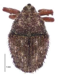 Trichosirocalus horridus dorsal by Landcare Research New Zealand Ltd. Used under a CC BY 4.0 license.