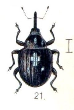 Auleutes epilobii Reitter 1916 by Edmund Reitter
. Used under a Public domain license.