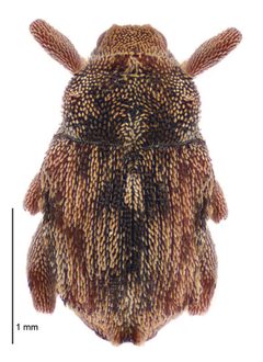 Hypurus bertrandi dorsal by Landcare Research New Zealand Ltd. Used under a CC BY 4.0 license.