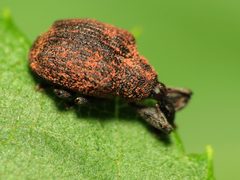 Mile-a-minute Weevil - Flickr - treegrow by Katja Schulz from Washington, D. C., USA. Used under a CC BY 2.0 license.