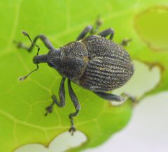 Rhinoncomimus latipes. recently eclosed by Beatriz Moisset. Used under a CC BY-SA 4.0 license.