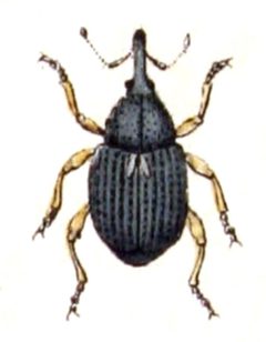 Rhinoncus.pericarpius.-.calwer.34.07 by Emil Hochdanz
. Used under a Public domain license.