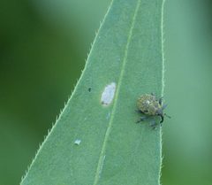 Homorosoma sulcipenne P1150288a by 
xpda. Used under a CC BY-SA 4.0 license.