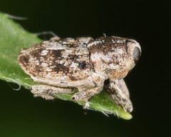 Cylindrocopturus nanulus by iNaturalist user: skitterbug. Used under a CC BY 4.0 license.