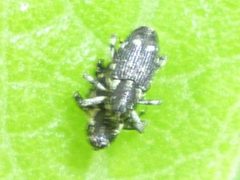 Cylindrocopturus quercus by Even Dankowicz. Used under a CC BY 4.0 license.
