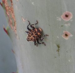 Peltophorus polymitus cropped by Leonel Roget. Used under a CC BY-SA 4.0 license.
