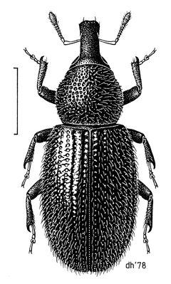 COLE Curculionidae Pselactus spadix f by Desmond W. Helmore
. Used under a CC BY 4.0 license.