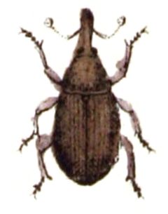 Pselactus.spadix.-.calwer.34.20 by Emil Hochdanz
. Used under a Public domain license.