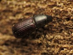 Tiny Weevil - Flickr - treegrow by Katja Schulz from Washington, D. C., USA. Used under a CC BY 2.0 license.