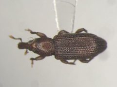 Carphonotus testaceus by Nicolas Bédard. Used under a CC0 license.