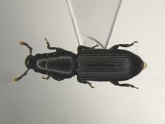Rhyncolus macrops by Nick Bédard. Used under a CC0 license.