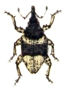 Cryptorhynchus.lapathi.-.calwer.33.21 by Emil Hochdanz
. Used under a Public domain license.