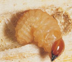 Cryptorhynchus lapathi 1231179 by Gyorgy Csoka, Hungary Forest Research Institute. Used under a CC BY 3.0 us license.
