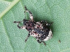 Cryptorhynchus lapathi IMG 20200611 134118 by Jens Milner. Used under a CC BY-SA 4.0 license.