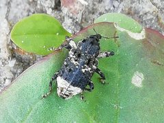 Cryptorhynchus lapathi IMG 20200624 165958 by Jens Milner. Used under a CC BY-SA 4.0 license.