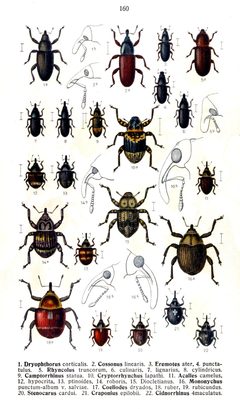 Reitter-1916-plate160 by Edmund Reitter
. Used under a Public domain license.