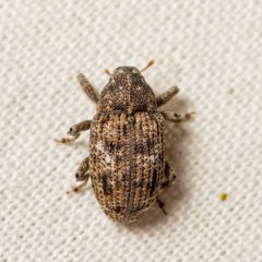 Cophes oblongus dorsal by Jgw-atx. Used under a CC BY 4.0 license.