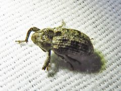 Cophes texanus by Annika Lindqvist. Used under a CC BY 4.0 license.