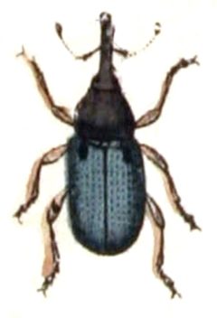 Acalyptus.carpini.-.calwer.33.14 by Emil Hochdanz
. Used under a Public domain license.