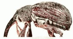 ZooKeys - Anthonomus aeneolus by Macotulio Soto Hernández, Robert W. Jones, Pedro Reyes Castillo. Used under a CC BY 3.0 license.