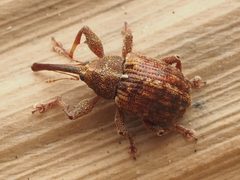 Anthonomus alboannulatus 256666197 by Zygy. Used under a CC0 license.