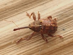 Anthonomus alboannulatus 256666213 by Zygy. Used under a CC0 license.