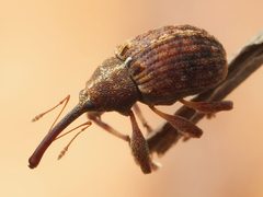 Anthonomus alboannulatus 256674914 by Zygy. Used under a CC0 license.