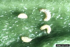 Anthonomus eugenii 1327141 by Alton N. Sparks, Jr., University of Georgia, Bugwood.org. Used under a CC BY 3.0 license.
