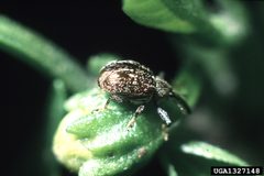 Anthonomus eugenii 1327148 by Alton N. Sparks, Jr., University of Georgia, Bugwood.org. Used under a CC BY 3.0 license.