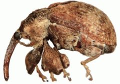 ZooKeys - Anthonomus eugenii by Macotulio Soto Hernández, Robert W. Jones, Pedro Reyes Castillo. Used under a CC BY 3.0 license.