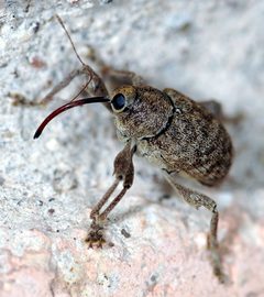 Acorn Weevil by Clinton &amp; Charles Robertson from Texas, USA. Used under a CC BY-SA 2.0 license.