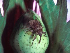 Boll weevil by Agricultural Research Service, United States Department of Agriculture.. Used under a Public domain license.