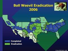 Boll weevil eradication by USDA. Used under a Public domain license.