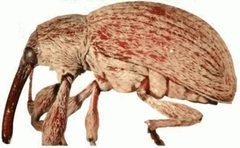 ZooKeys - Anthonomus grandis by Macotulio Soto Hernández, Robert W. Jones, Pedro Reyes Castillo. Used under a CC BY 3.0 license.
