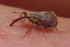 Anthonomus quadrigibbus by JerryFriedman. Used under a CC BY-SA 3.0 license.