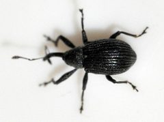 Anthonomus-rubi-01-fws by Francisco Welter-Schultes. Used under a CC0 license.