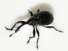 Anthonomus-rubi-02-fws by Francisco Welter-Schultes. Used under a CC0 license.