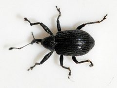 Anthonomus-rubi-03-fws by Francisco Welter-Schultes. Used under a CC0 license.