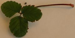 Anthonomus Rubi by Robert Henschel. Used under a Public domain license.