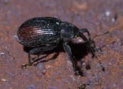 Anthonomus suturalis P1380948a by
xpda. Used under a CC BY-SA 4.0 license.