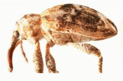 ZooKeys - Brachyogmus ornatus by Macotulio Soto Hernández, Robert W. Jones, Pedro Reyes Castillo. Used under a CC BY 3.0 license.